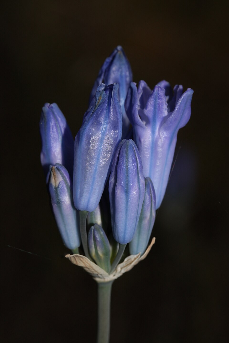 Triteleia grandiflora (large-flowered triteleia) (alternate view 4)