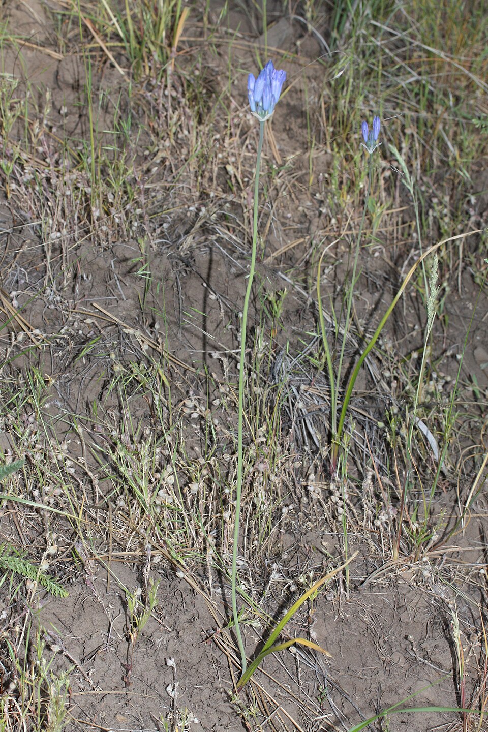 Triteleia grandiflora (large-flowered triteleia) (alternate view 5)