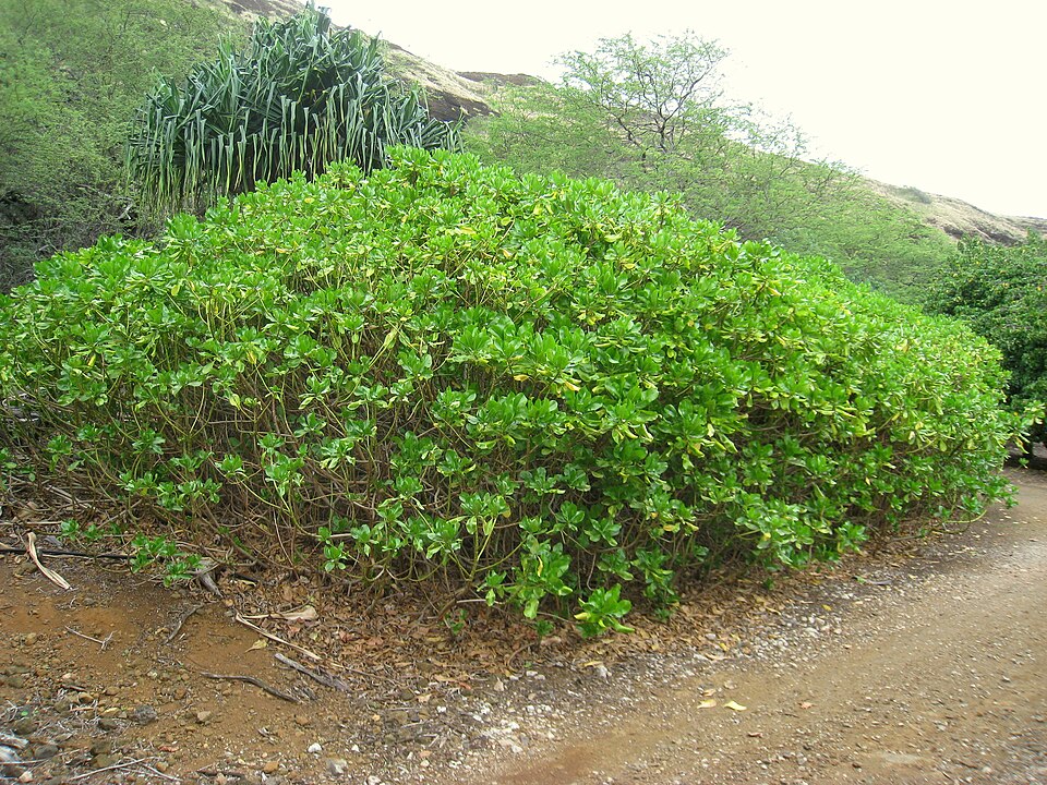 Scaevola taccada (beach naupaka) (alternate view 8)
