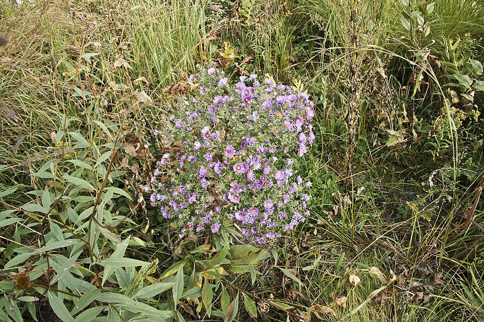 Symphyotrichum novae-angliae (New England aster)