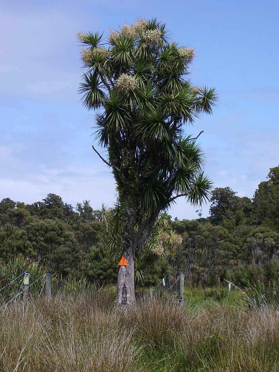 Cordyline australis (New Zealand cabbage tree) (alternate view 8)