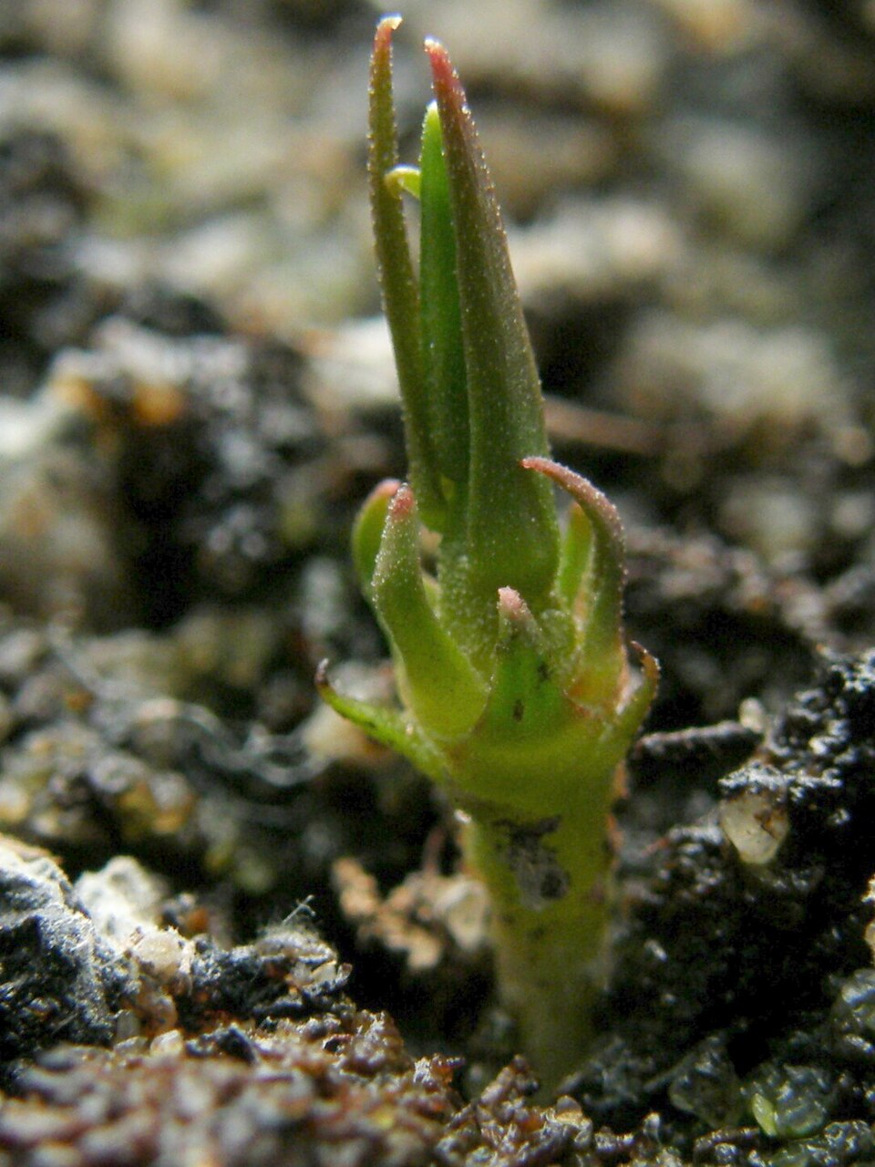 Drosera auriculata (Tall sundew)