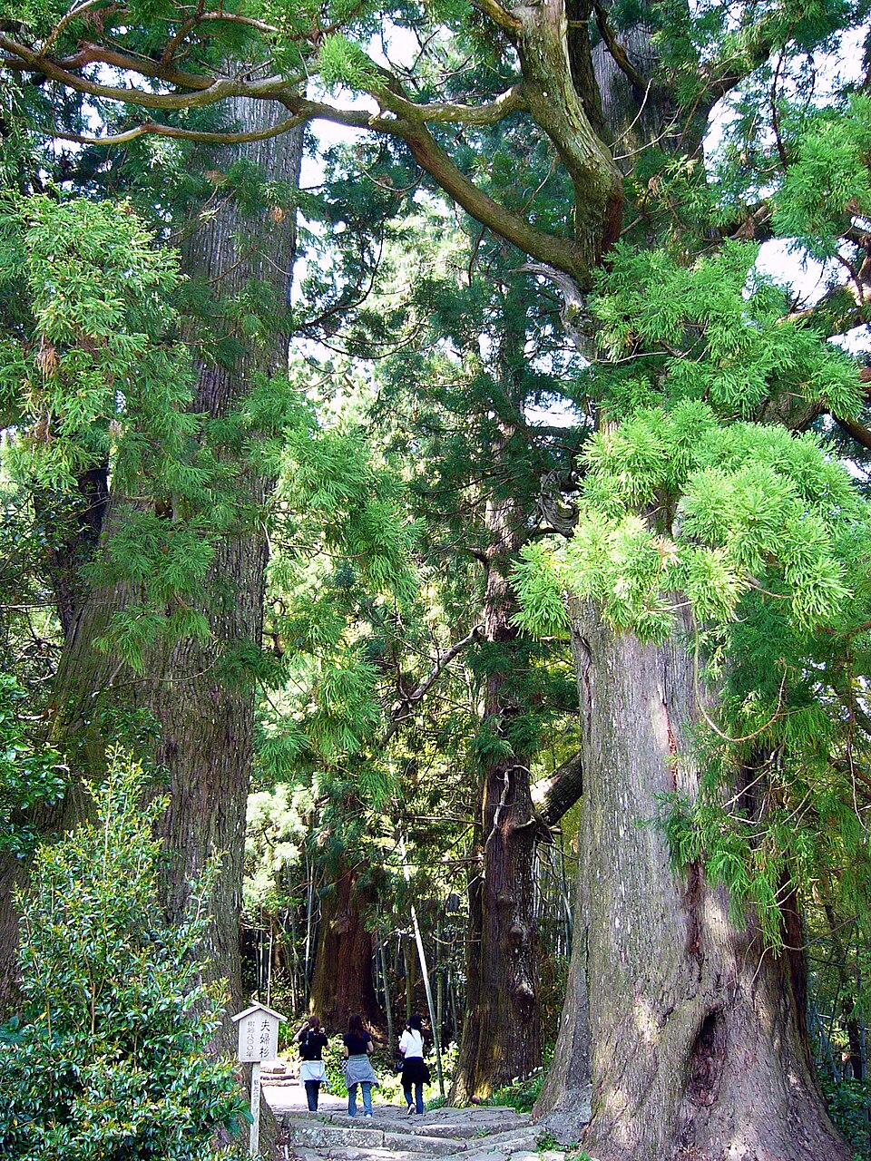 Cryptomeria japonica (Japanese Cedar) (alternate view 4)