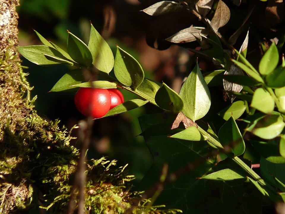 Ruscus aculeatus (butcher's-broom)