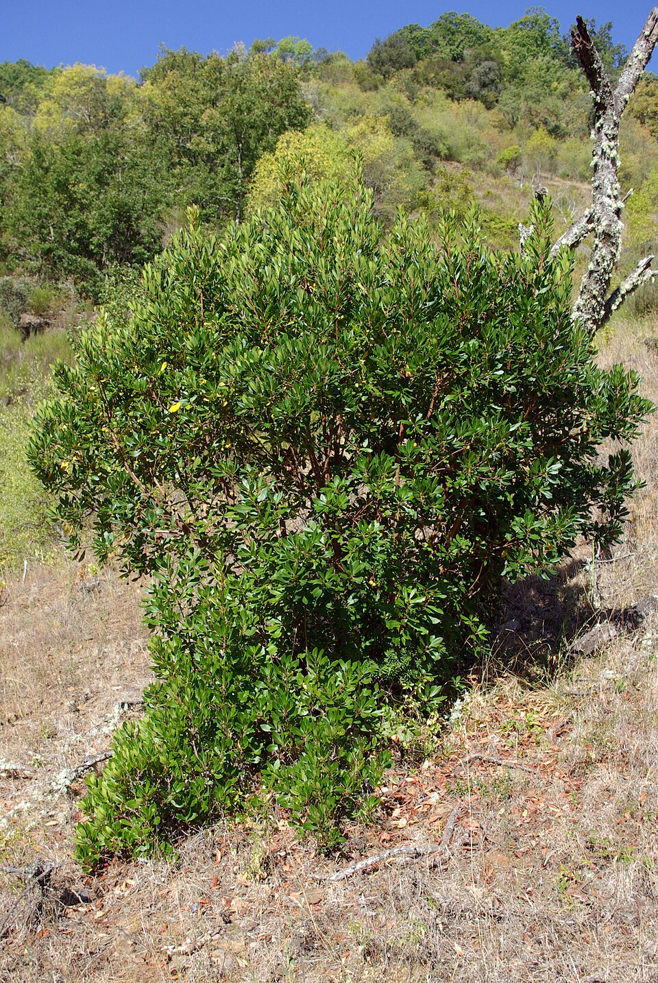 Arbutus unedo (strawberry tree) (alternate view 9)