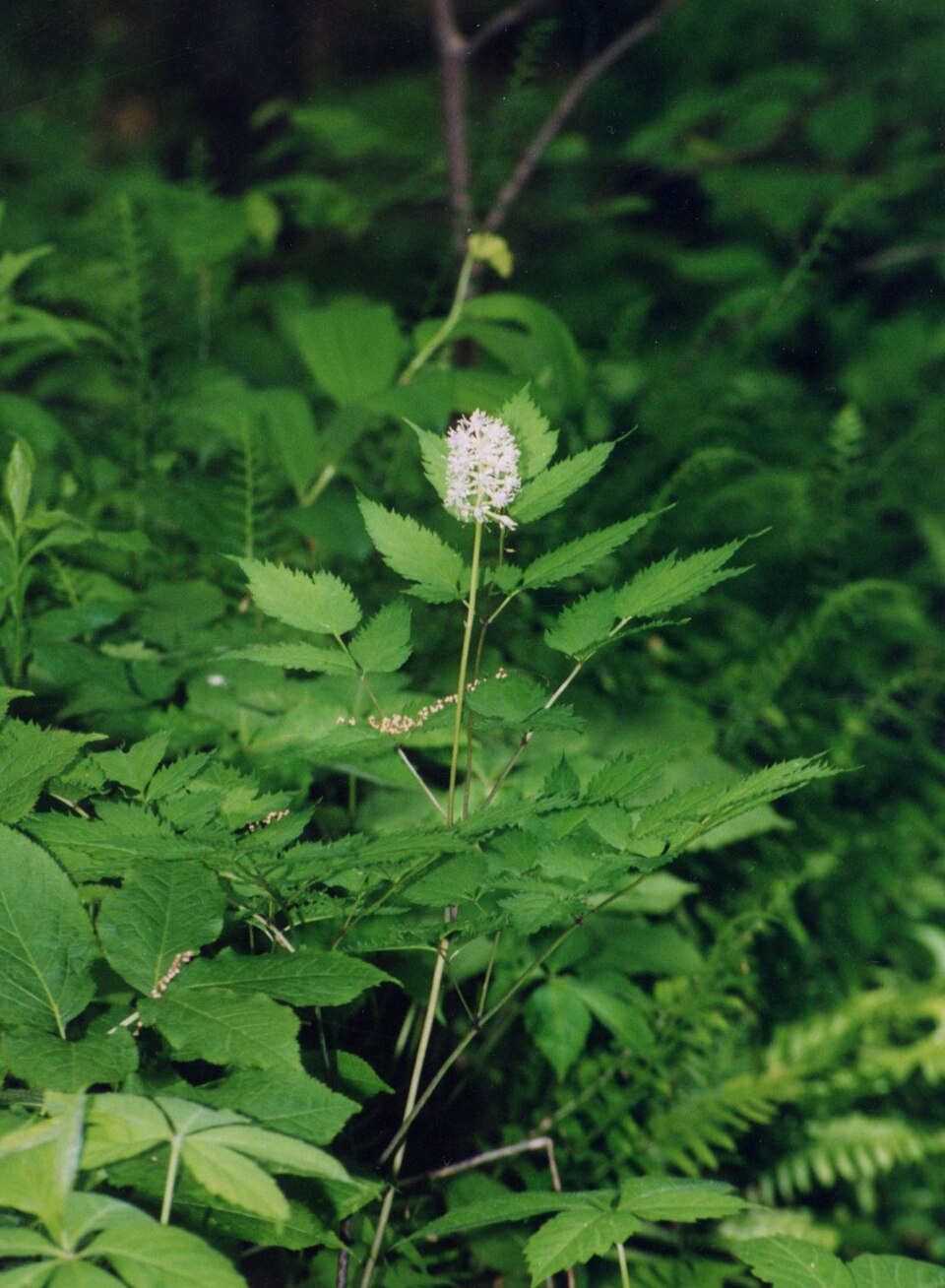 Actaea pachypoda (White Baneberry) (alternate view 7)