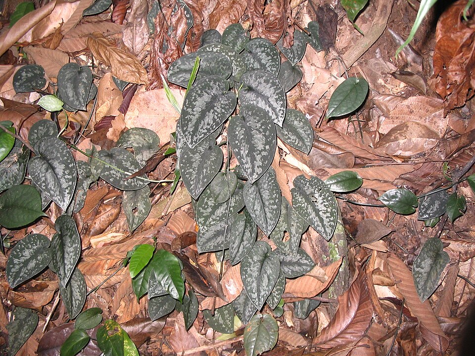 Scindapsus pictus (Satin Pothos) (alternate view 5)