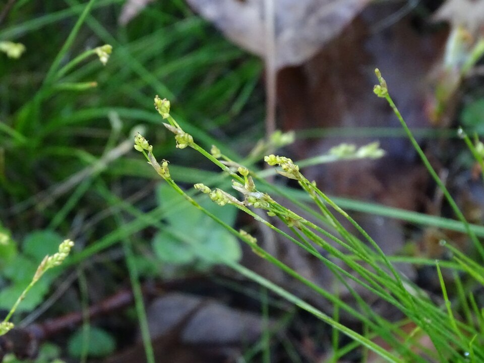Carex eburnea (Ivory Sedge) (alternate view 8)