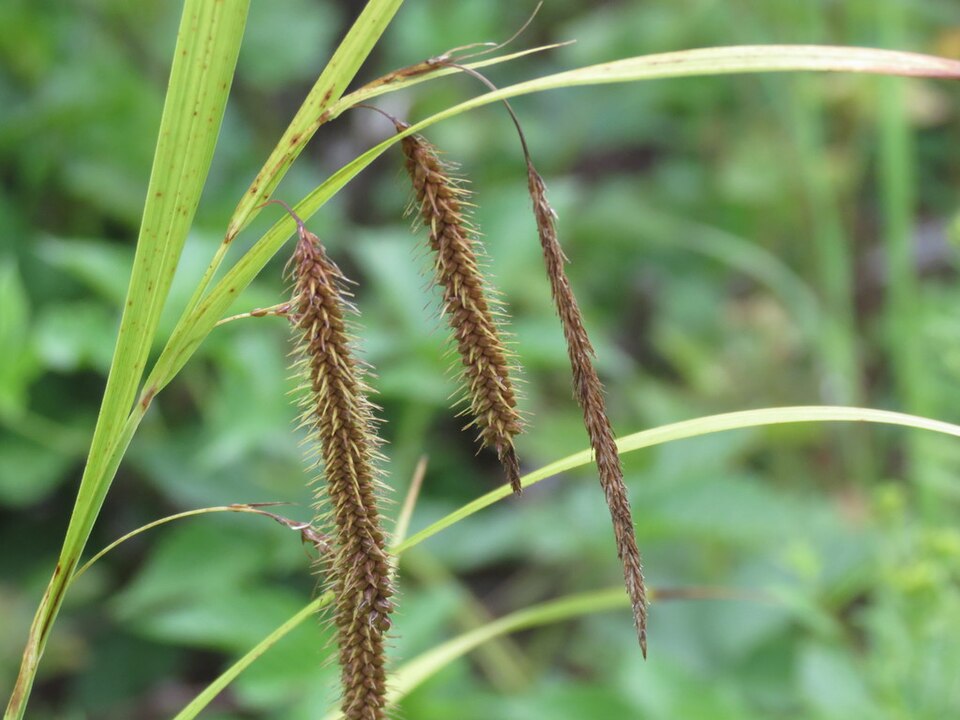 Carex crinita (Fringed Sedge) (alternate view 6)