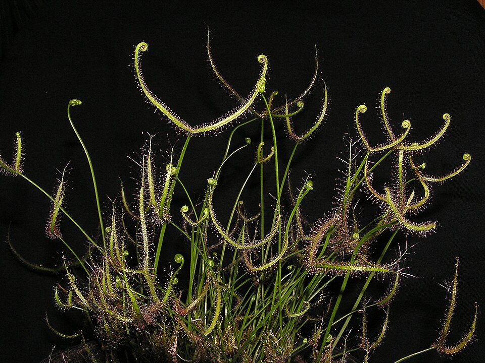 Drosera binata (Fork-leaved Sundew) (alternate view 5)
