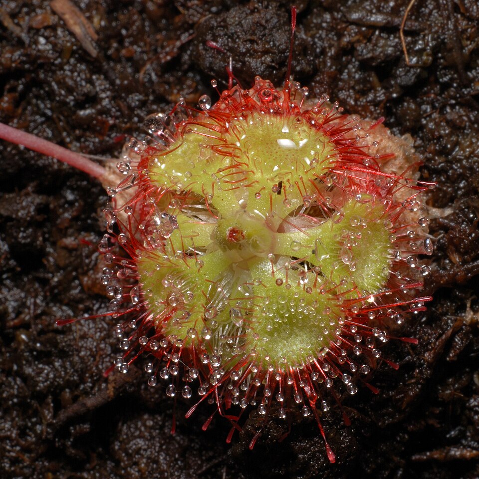 Drosera burmanni (tropical sundew) (alternate view 3)