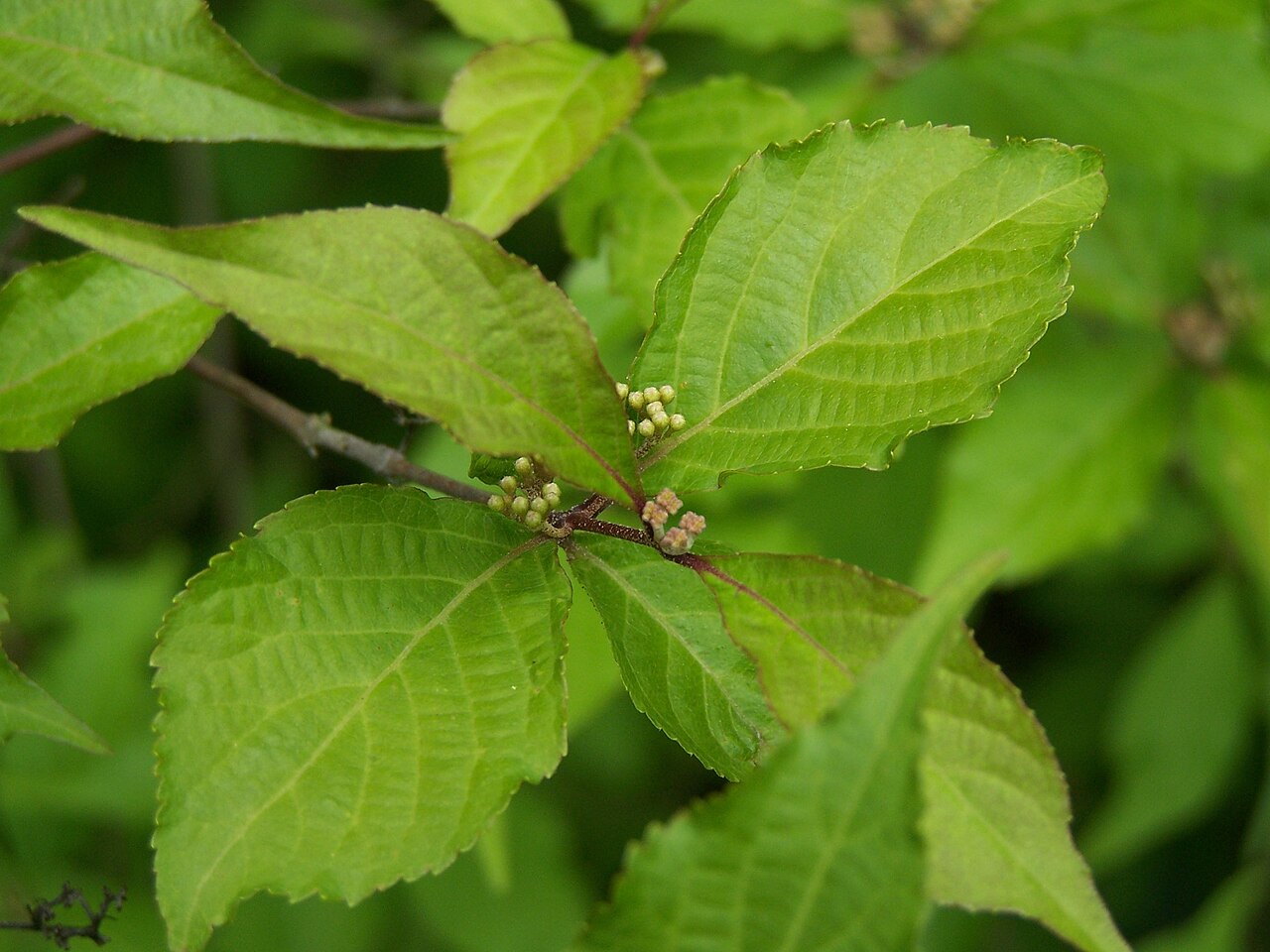 Callicarpa japonica, Japanese beautyberry — spreading deciduous (Lamiaceae) (image 3 of 9)