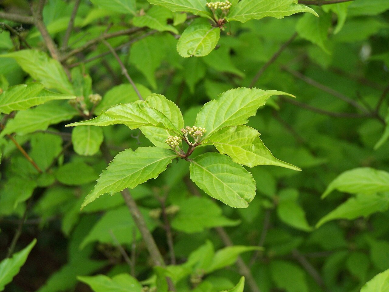 Callicarpa japonica, Japanese beautyberry — spreading deciduous (Lamiaceae) (image 4 of 9)