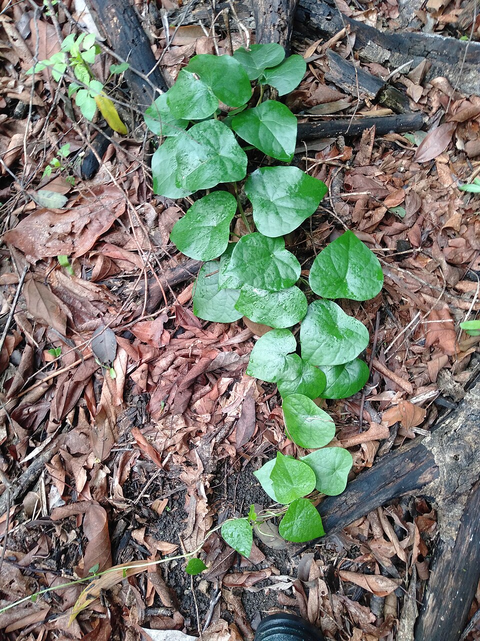Stephania japonica (Tapevine) (alternate view 5)