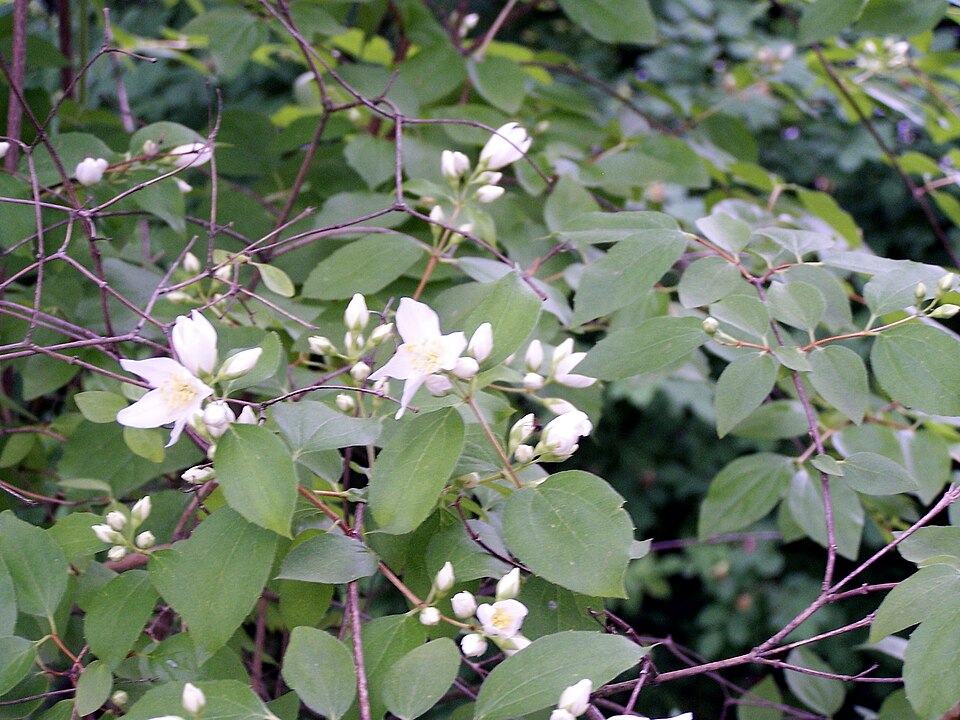 Philadelphus lewisii (Lewis' Mock Orange) (alternate view 6)