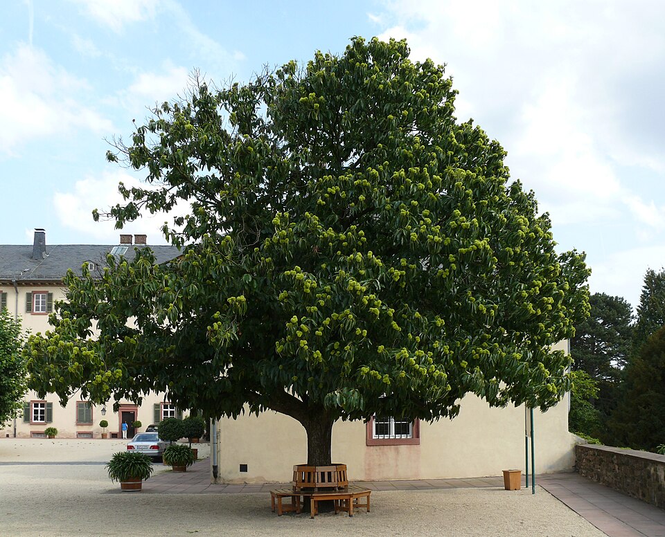Castanea sativa (Sweet Chestnut)