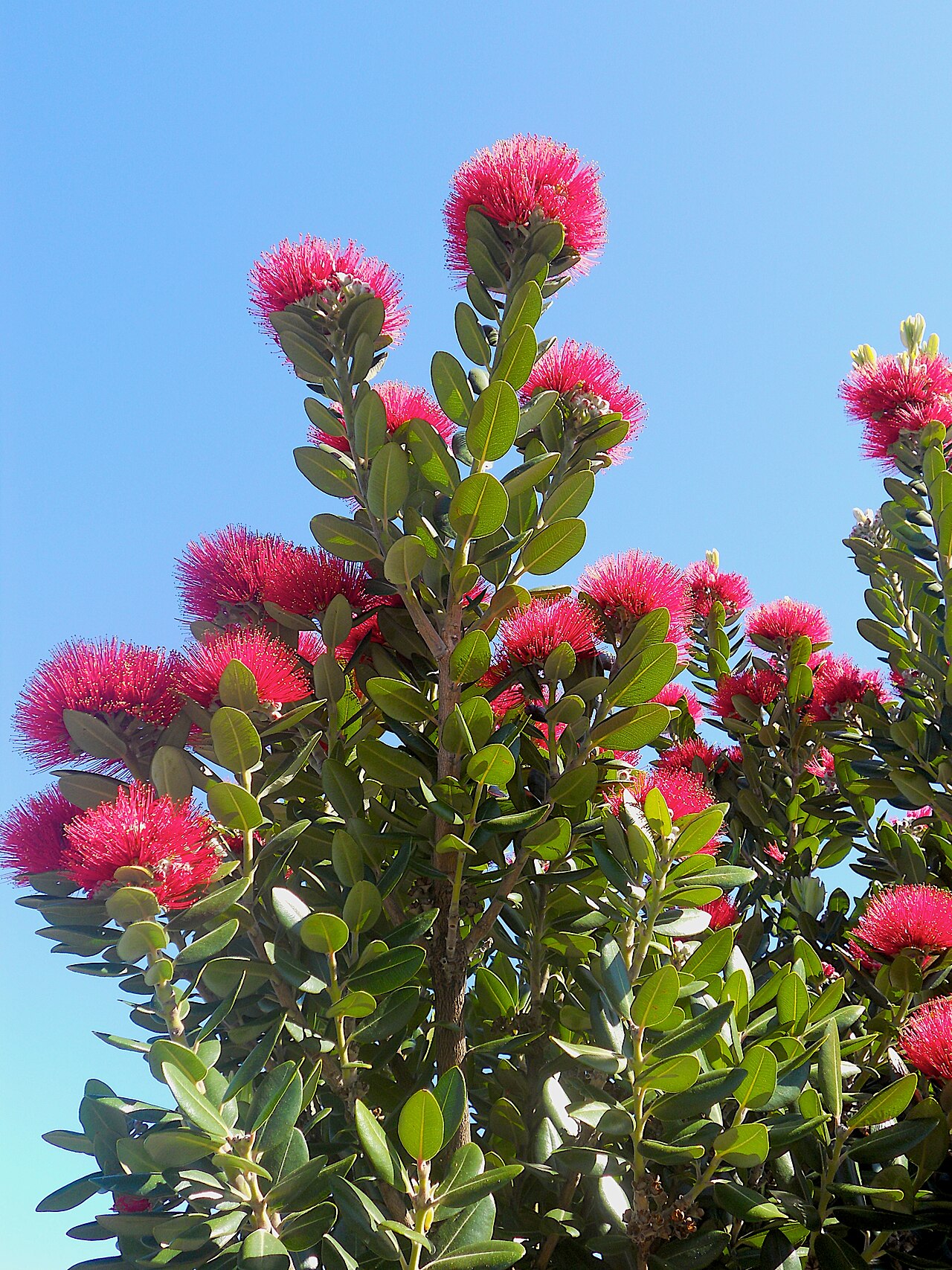 Metrosideros excelsa, Pohutukawa — spreading evergreen (Myrtaceae) (image 9 of 9)