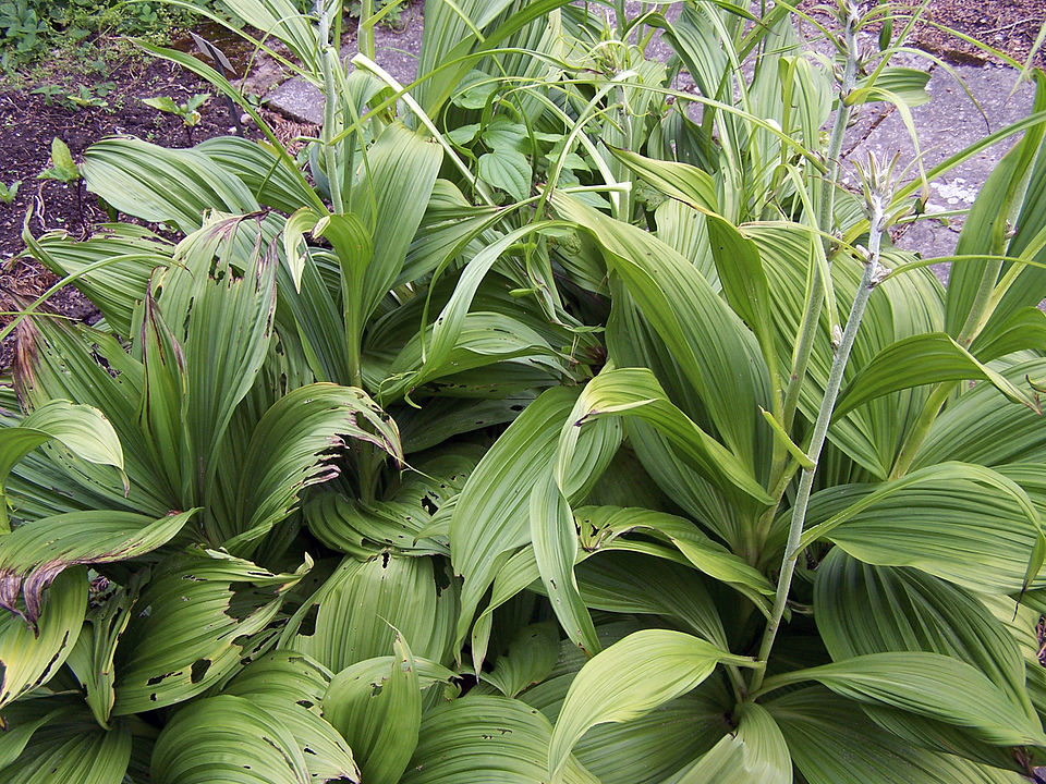 Veratrum nigrum (alternate view 3)