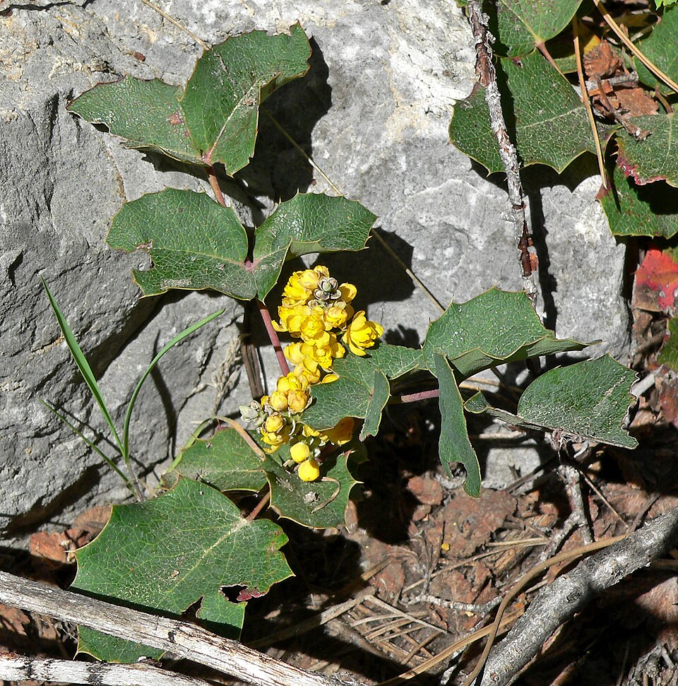 Berberis repens (creeping mahonia)
