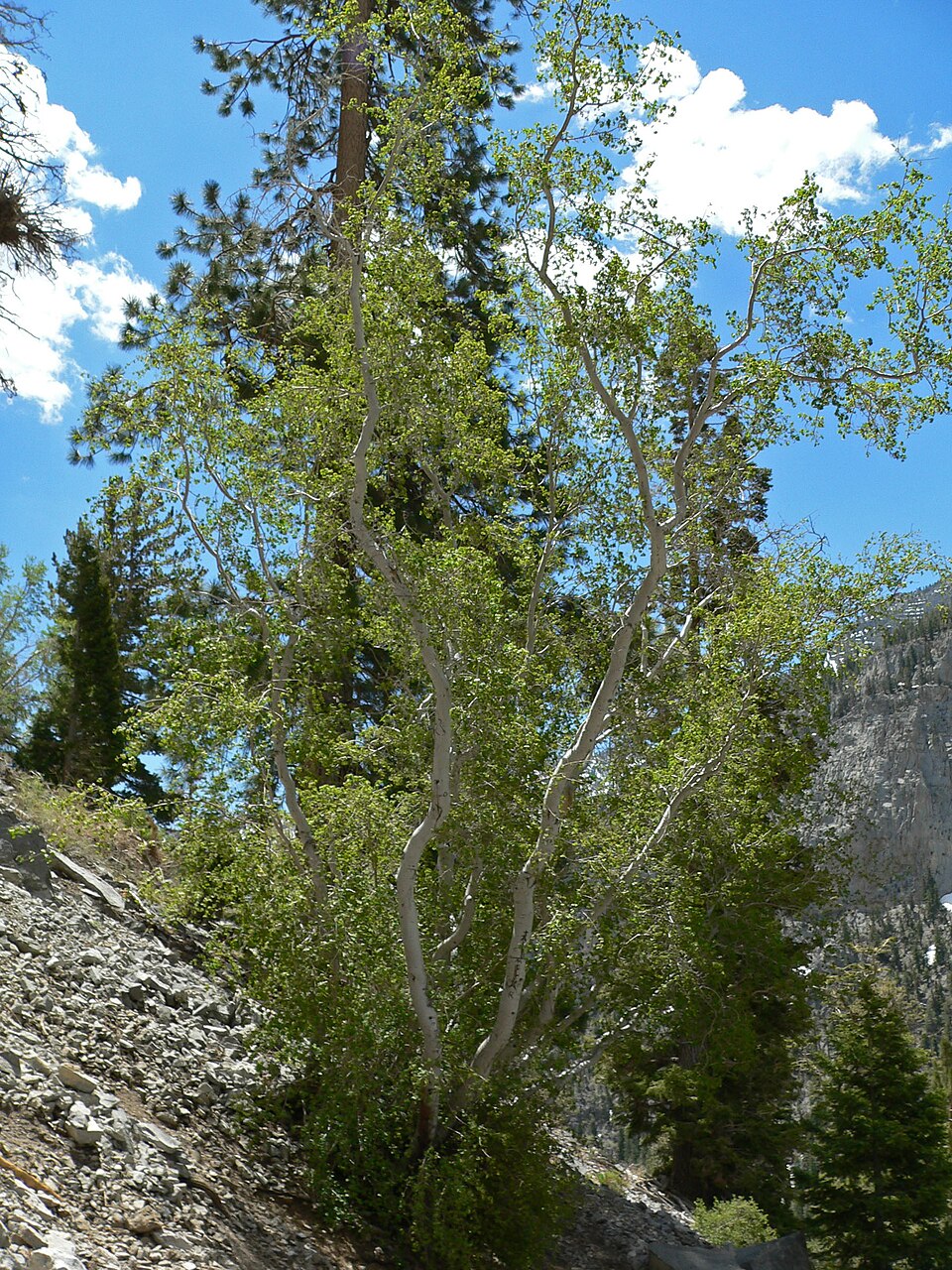 Acer glabrum (Douglas Maple) (alternate view 10)