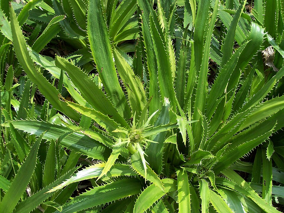 Eryngium agavifolium (Agave-leaved Sea Holly) (alternate view 6)