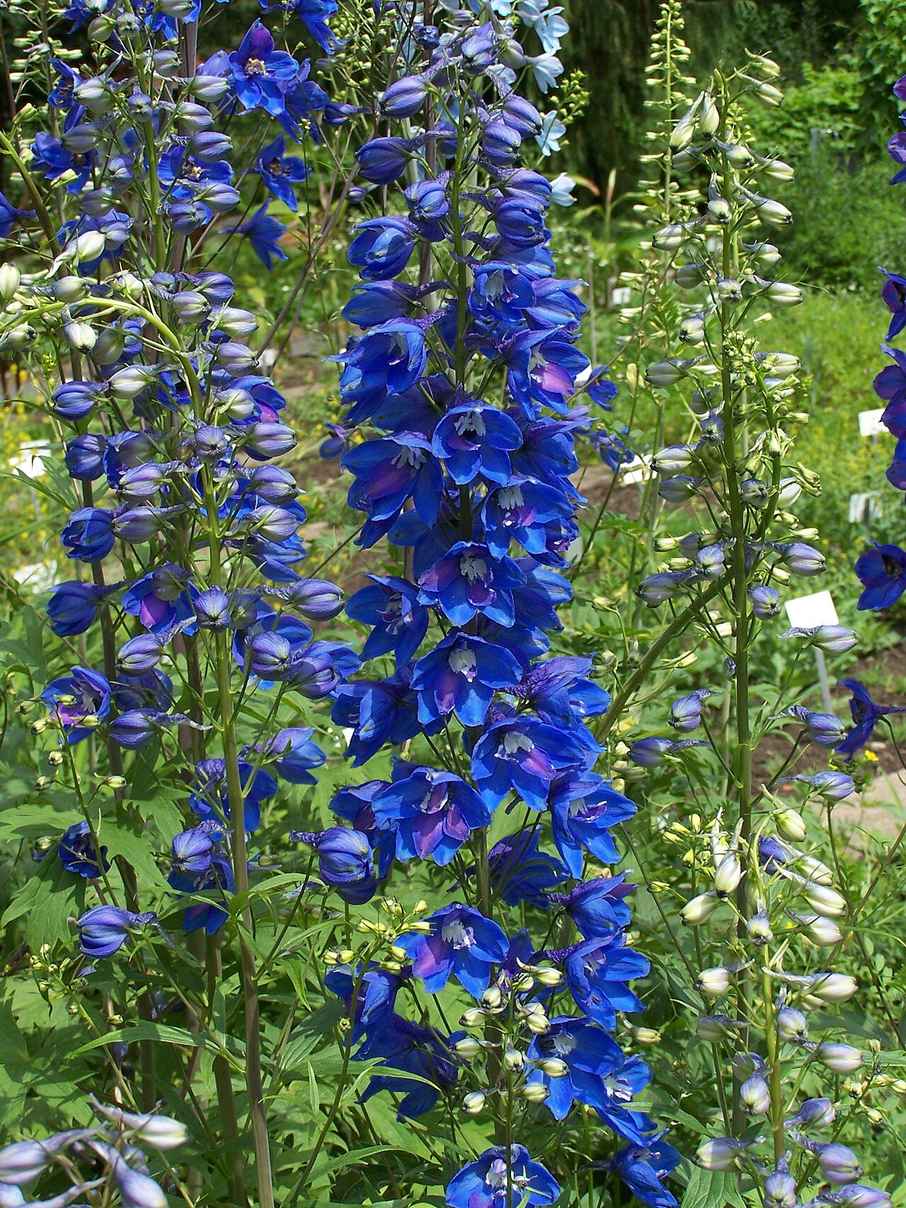 Delphinium elatum, Candle larkspur — upright deciduous (Ranunculaceae) (image 2 of 9)