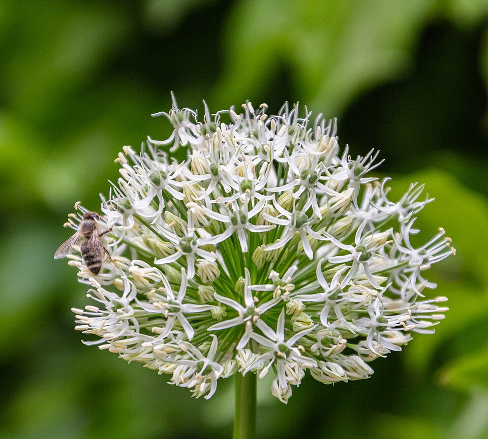 Allium 'Mount Everest' (Mount Everest Allium) (alternate view 3)