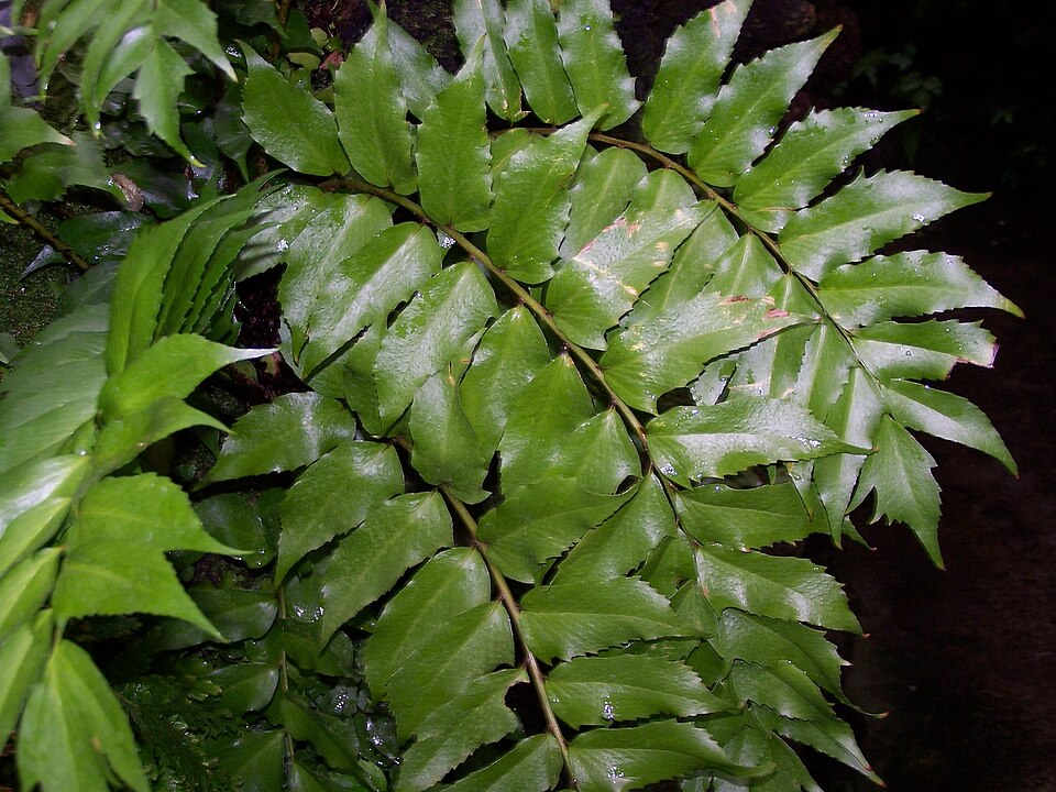 Cyrtomium falcatum (Japanese Holly Fern) (alternate view 3)