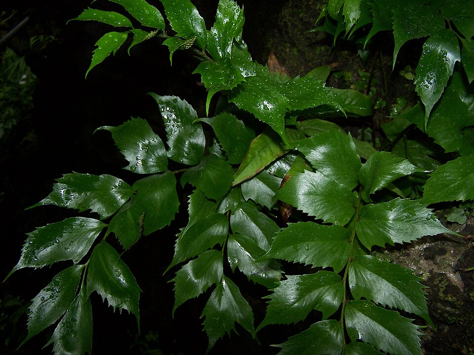 Cyrtomium falcatum (Japanese Holly Fern) (alternate view 4)