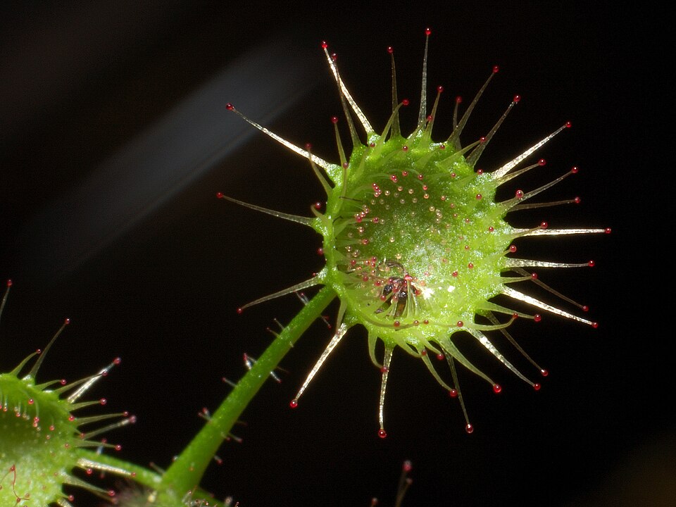 Drosera macrantha (Bridal Rainbow) (alternate view 8)