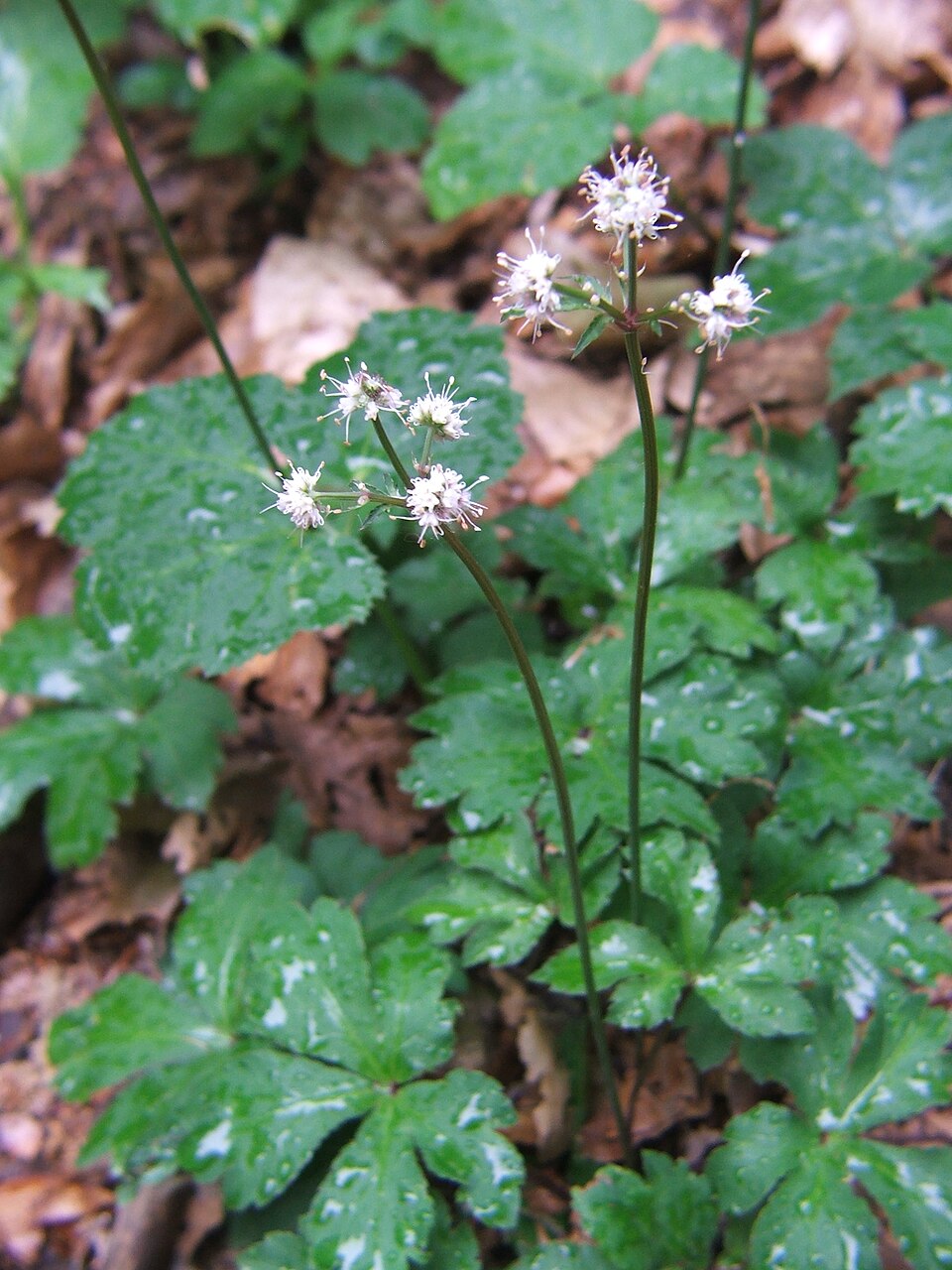 Sanicula europaea (wood sanicle)