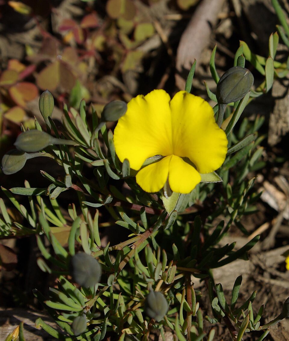 Gompholobium huegelii (Common Wedge-pea)