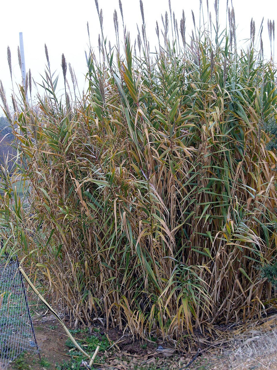 Arundo donax (giant reed)