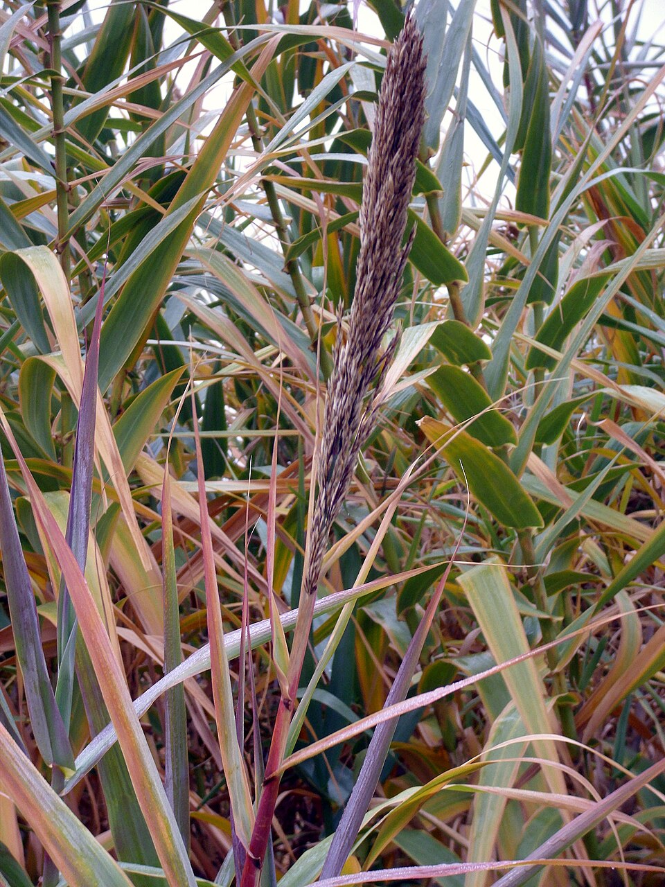 Arundo donax (giant reed)