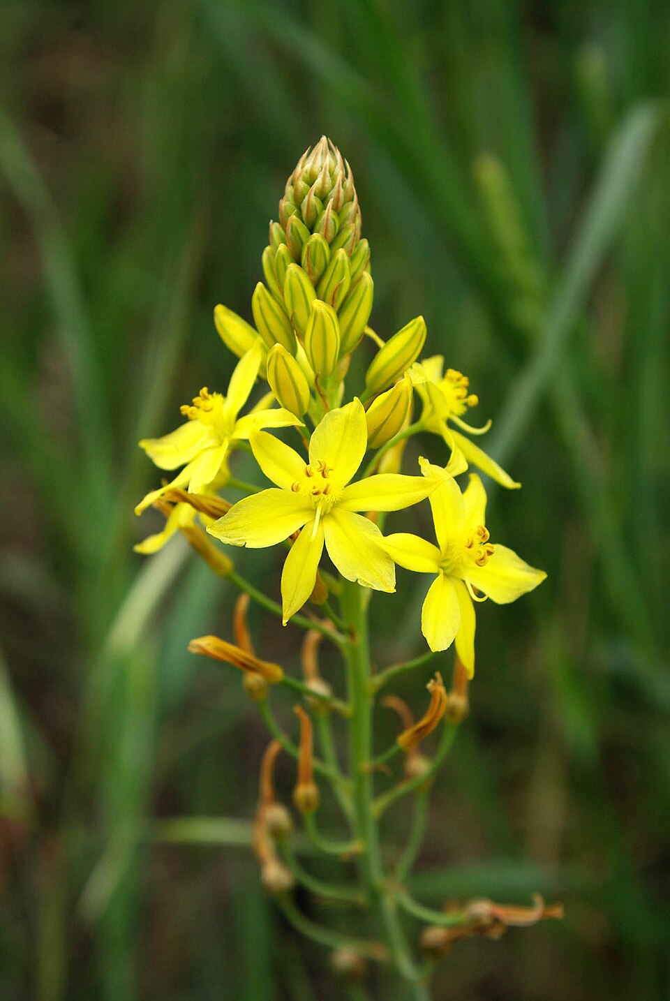 Bulbine bulbosa (Bulbine Lily)