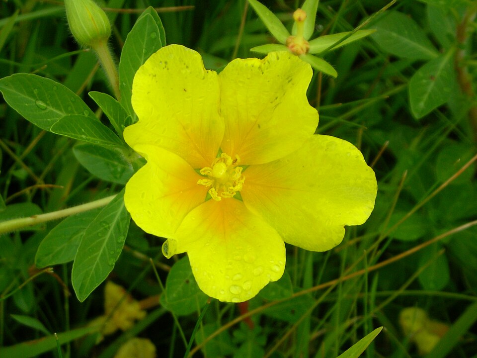 Ludwigia peploides (floating primrose-willow) (alternate view 9)