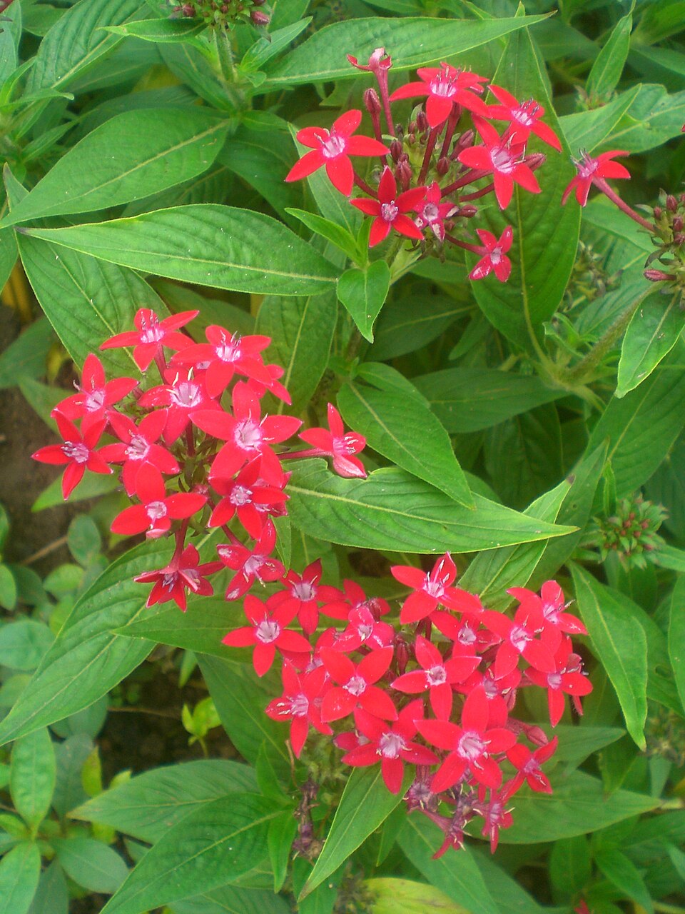 Pentas lanceolata (Egyptian Star-cluster) (alternate view 4)