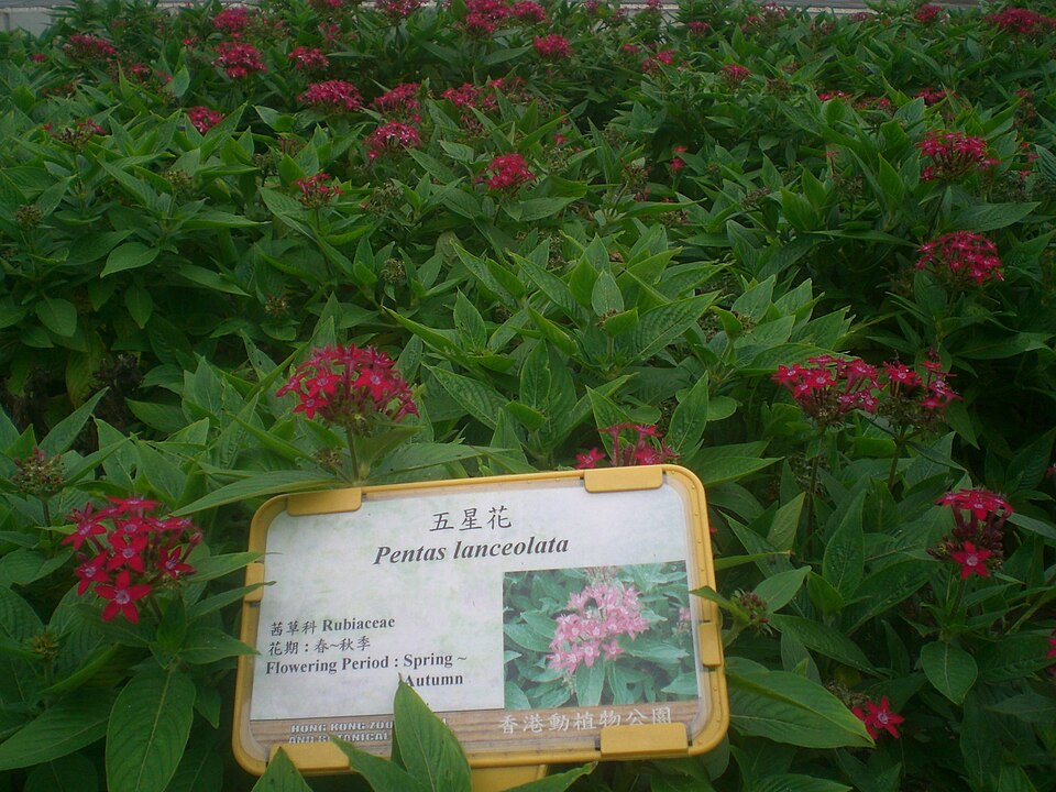 Pentas lanceolata (Egyptian Star-cluster) (alternate view 5)