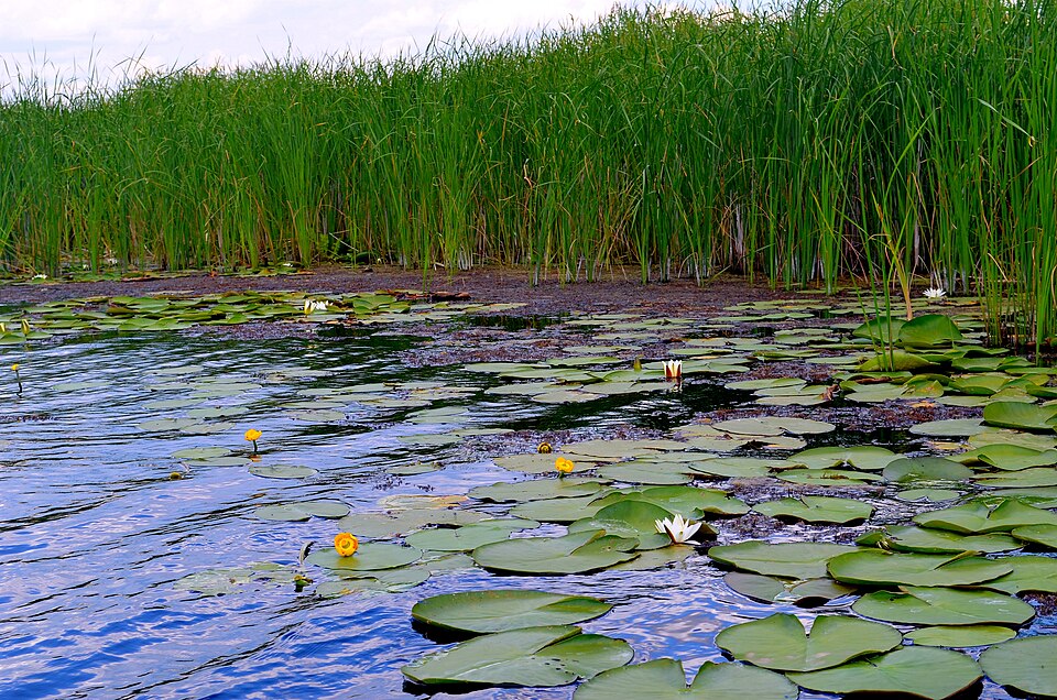 Nuphar (yellow pond-lilies) (alternate view 6)