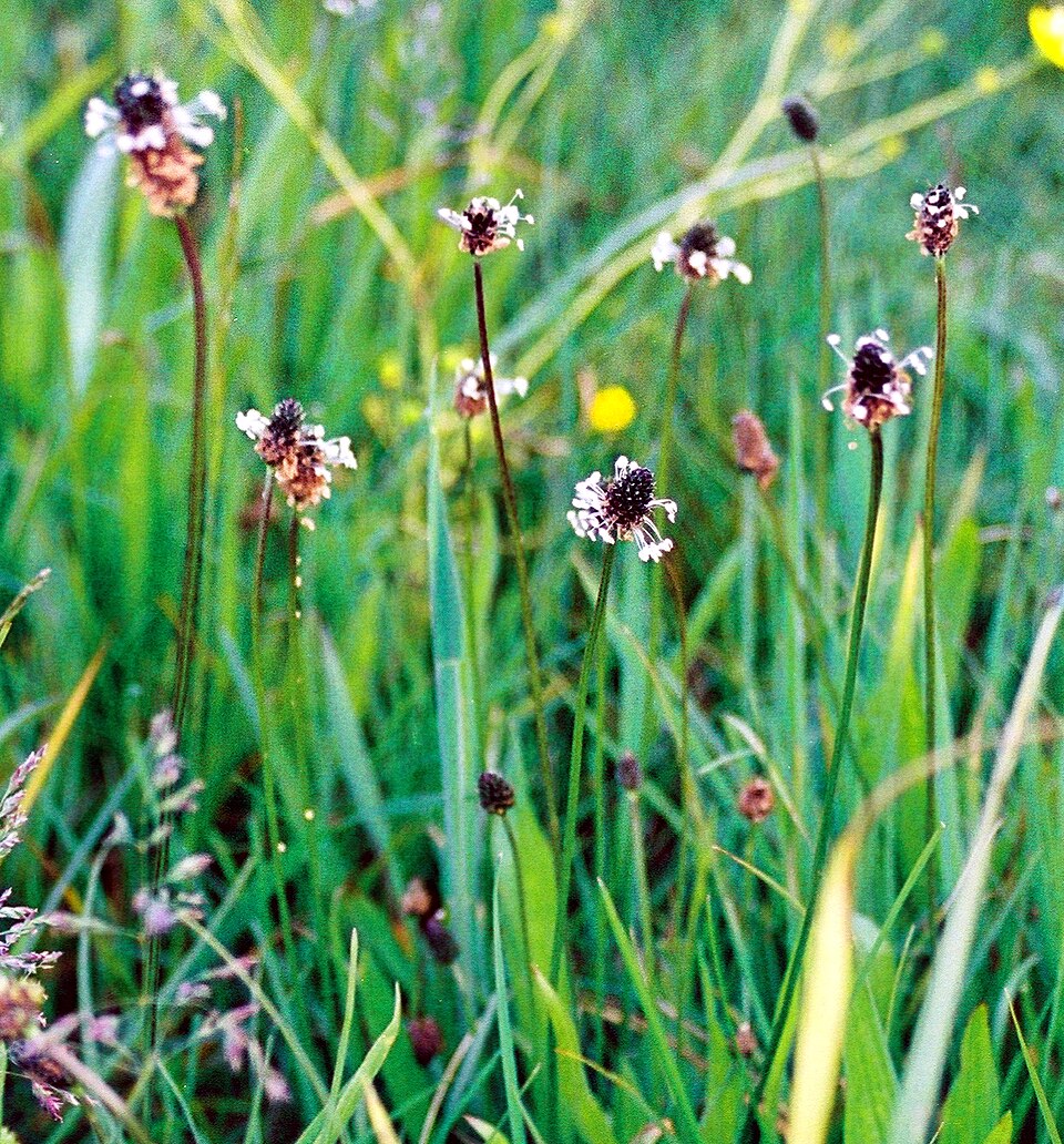 Plantago lanceolata (English plantain) (alternate view 6)