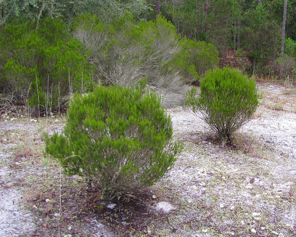 Ceratiola ericoides (Florida rosemary) (alternate view 6)
