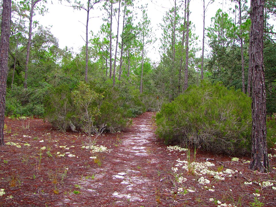 Ceratiola ericoides (Florida rosemary) (alternate view 7)