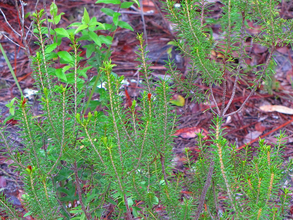 Ceratiola ericoides (Florida rosemary) (alternate view 8)