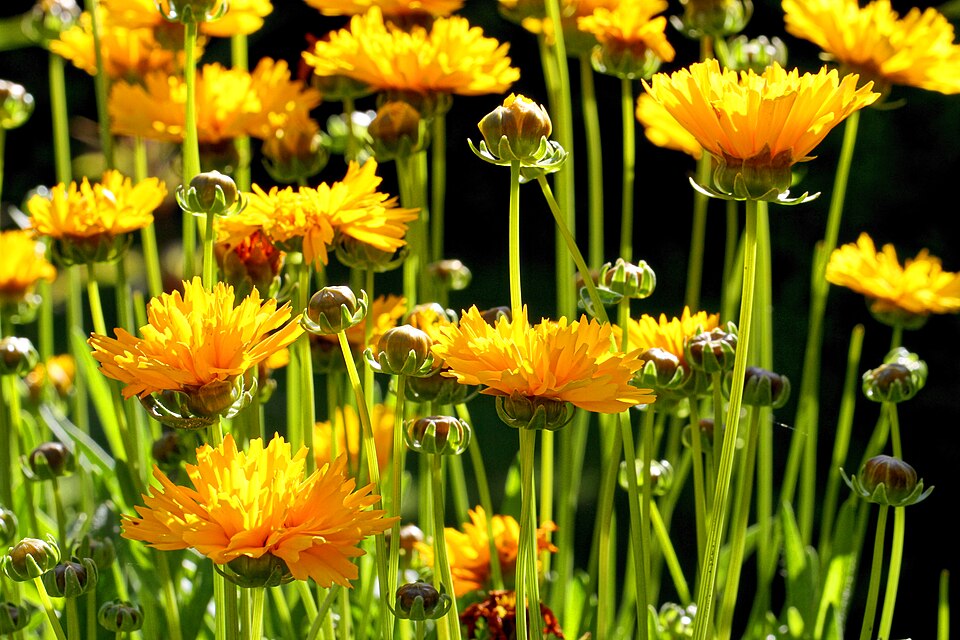 Coreopsis grandiflora 'Early Sunrise' (Early Sunrise Coreopsis) (alternate view 2)