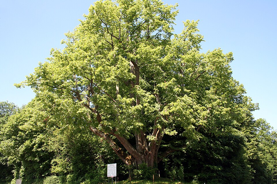 Tilia platyphyllos (Bigleaf Linden)