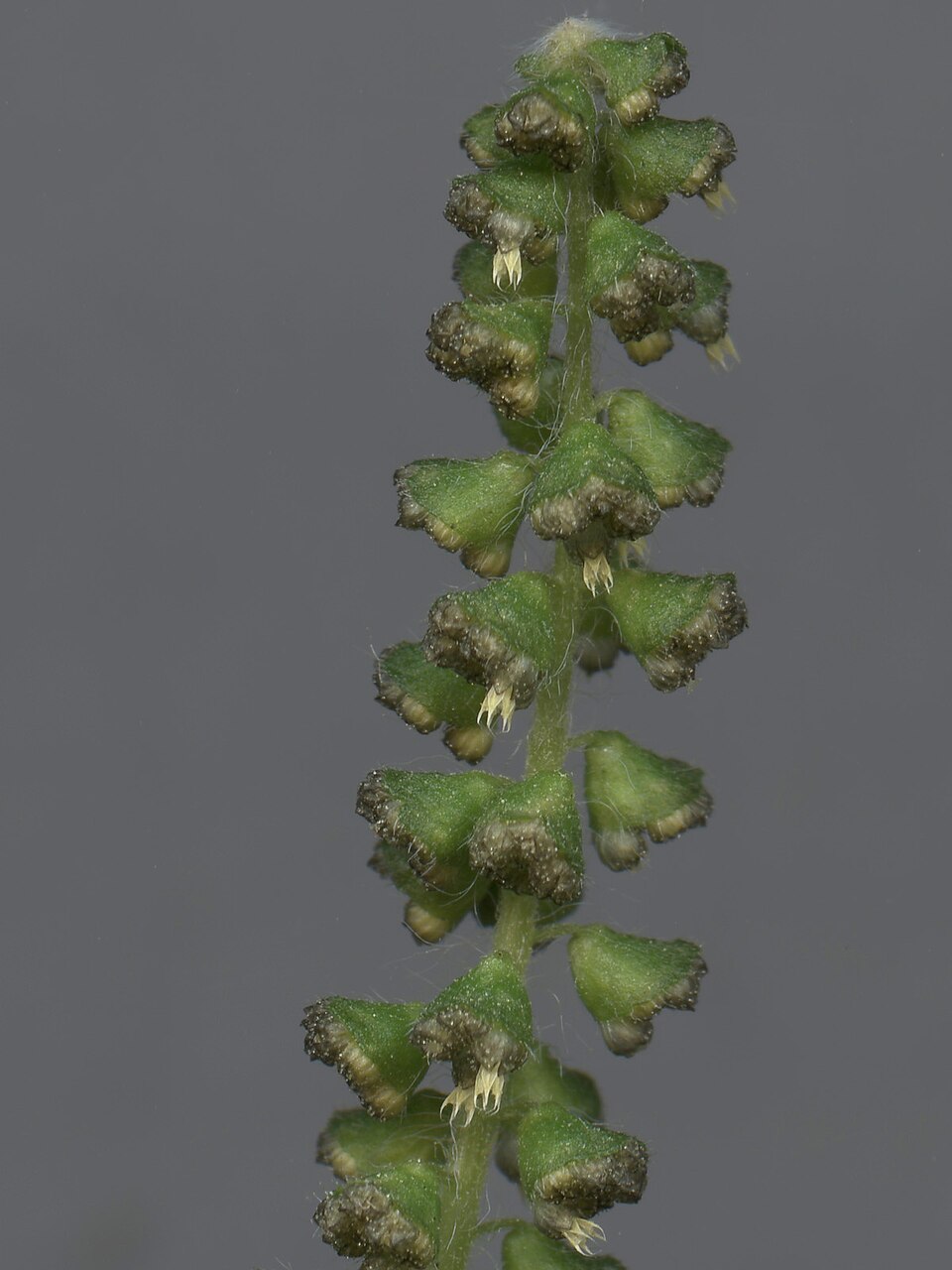 Ambrosia artemisiifolia (common ragweed)