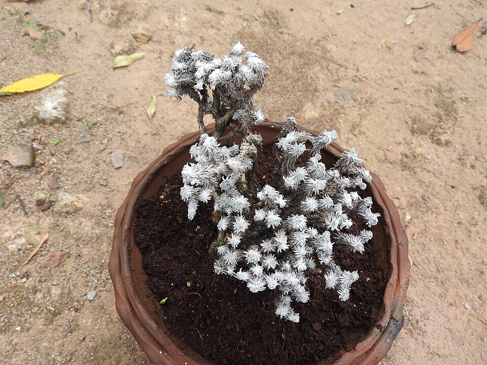 Anaphalis (everlastings)