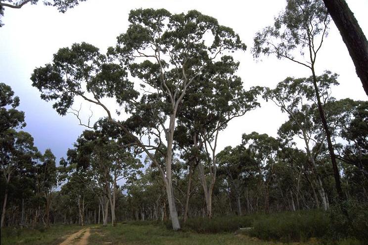 Angophora leiocarpa (Smooth-barked Apple) (alternate view 6)