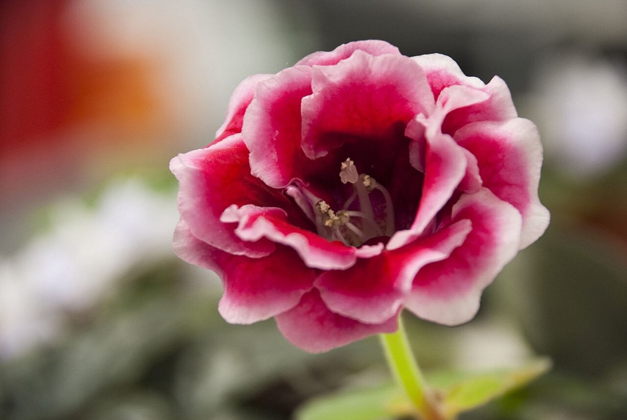 Sinningia speciosa, Gloxinia — mounding deciduous (Gesneriaceae) (image 3 of 10)