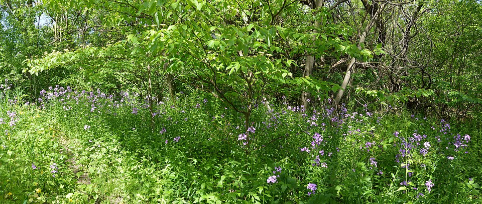 Cornus alternifolia (Pagoda Dogwood) (alternate view 8)